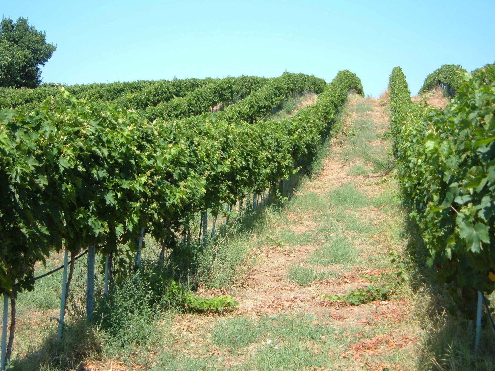 Azienda Agricola Sinisi Cerveteri Luaran gambar